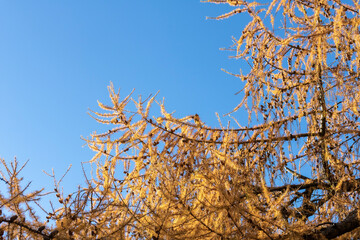 Larch tree in yellow autumn colors and blue sky