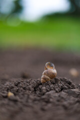 Naklejka na ściany i meble Closeup of small snail shell in a soil