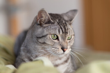 見つめる猫　サバトラ猫