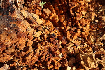 Stone texture or background, nature , shot from mountains rocks