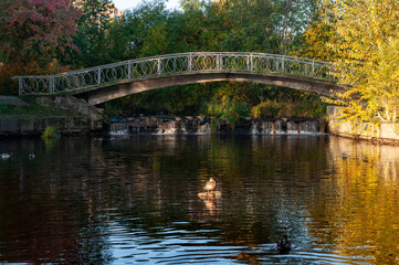 Fototapeta na wymiar a small pedestrian bridge over the river with ducks.