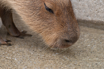 水を飲むカピバラ