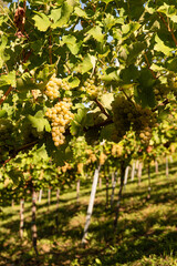 Crops of white grapes with green leaves on the vine. fresh fruits. Harvest time early Autumn.