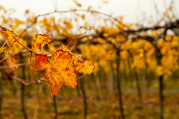 Autumn season, vineyards with yellow and orange colored leaves