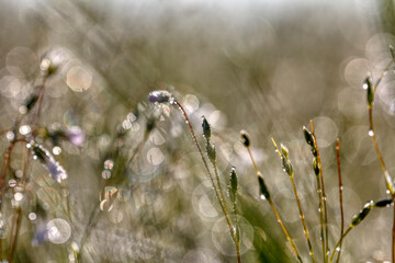 Fototapeta premium Closeup of morning dew drops on the green grass