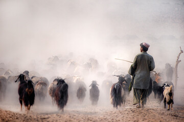 herder with herd of sheep , flock of sheep with shepherd in dust  from Baluchistan - obrazy, fototapety, plakaty