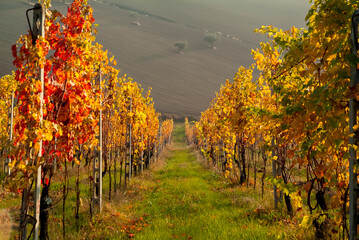 Autumn season, vineyards with yellow and orange colored leaves