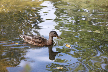 Wild duck swims in the pond in the park