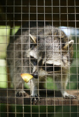 Close up of human hand feeding caged young raccoon with an apple in a zoo. Animal care and...