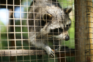 Portrait of endangered species, caged young raccoon in a zoo. Animal rights protection and animal abuse concept. 