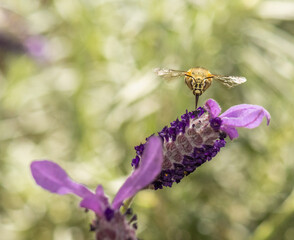 Blue Banded Bee
collecting nectar from a horse tail lavender flower