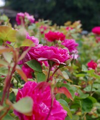 pink rose bush in garden
