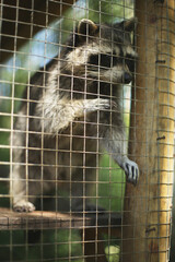 Portrait of endangered species, caged young raccoon in a zoo. Animal rights protection and animal abuse concept. 