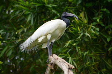 Ibis on the branch