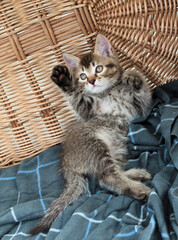 Naklejka na ściany i meble Touching little grey kitten, british cat feline young