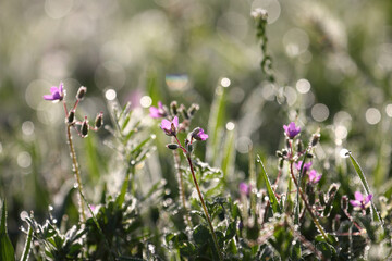 Closeup of morning dew drops on the green grass
