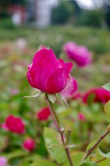 pink rose bush in garden