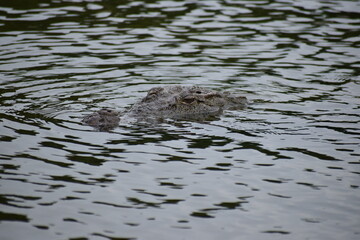 crocodile in the water