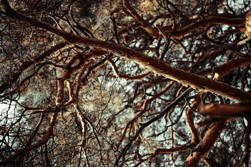 path among bush and trees in a summer sunny park or forest