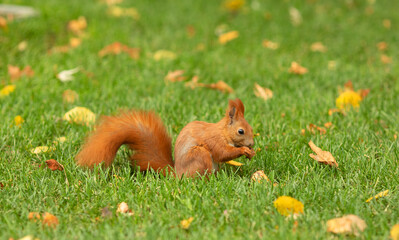 Red squirrel in grass in park in autumn.