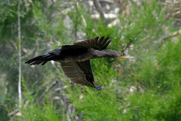 fliegender Kormoran (Phalacrocorax carbo) - flying Great cormorant