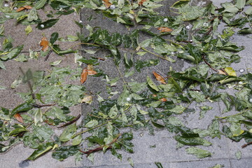 Leaves falling to the ground on a rainy day
