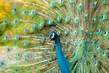 Obraz premium peacock