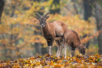 Two mouflons, ovis orientalis, standing inside forest in autumn nature. Horned mammals siblings looking into camera in woodland with orange background. Wild sheep female feeding on leaves in