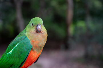 Female Australian King Parrot, Alisterus scapularis, perched on a fence post, Kennett River, Victoria, Australia