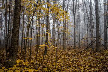 Foggy Autumn Forest Landscape In Michigan