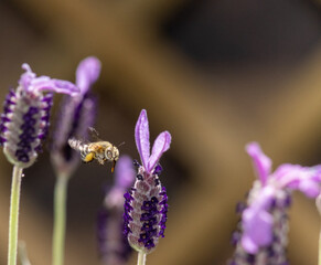Blue Banded Bee
collecting nectar from a horse tail lavender flower