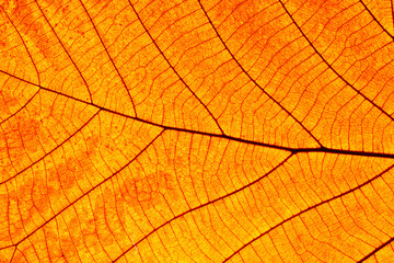 Naklejka na ściany i meble orange leaves texture