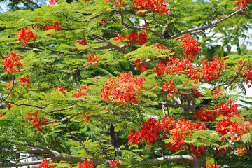 Peacock flowers on tree with sky background