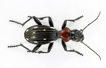 Anthia (Termophilum) decemguttata
10 spot ground beetle