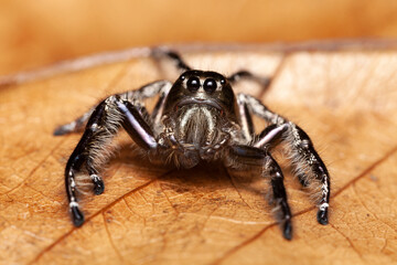 jumping spider