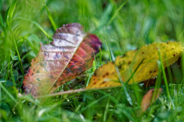 autumn leaves on grass