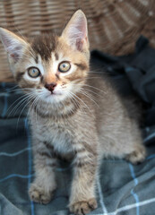 Touching little grey kitten, british cat feline young