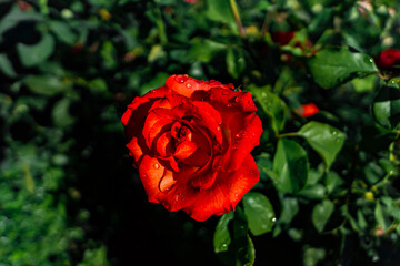 Flower, red rose bud against green