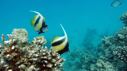 Beautiful fish on the Red Sea reef.