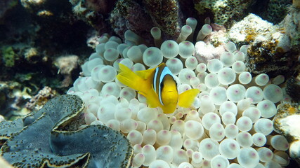 Clown fish amphiprion (Amphiprioninae). Red sea clown fish.