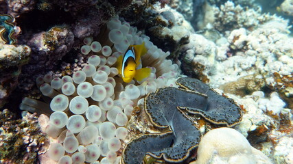 Clown fish amphiprion (Amphiprioninae). Red sea clown fish.