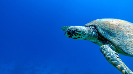 Sea turtles, Great Reef Turtle ,Bissa,

