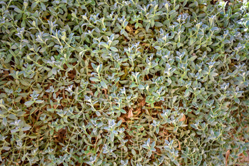 Plants weaving with a carpet.