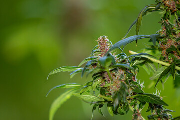 Cannabis flowers and seeds that are ready to harvest Modern medical marijuana concept, world marijuana day