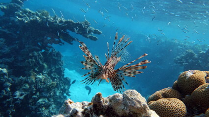 Lion Fish in the Red Sea.