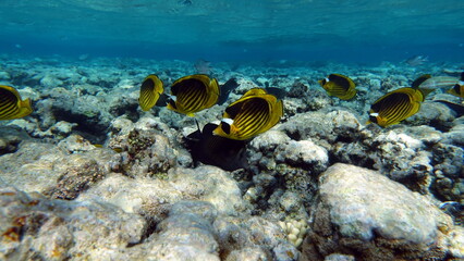 Butterfly fish.
The fish are a type of bony fish Osteichthyes. Butterflyfish Chaetodontidae .Black-tailed Butterflyfish.
