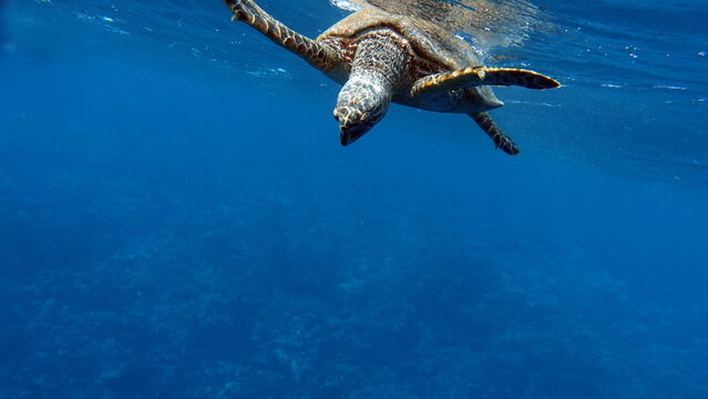 Sea turtles, Great Reef Turtle ,Bissa,

