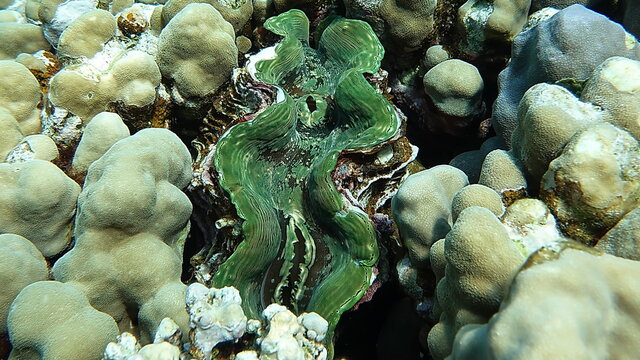 Tridacnidae Bilder – Durchsuchen 277 Archivfotos, Vektorgrafiken und ...