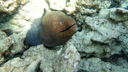 Moray eels, Pisces - type bone fish Osteichthyes, Moray eels (Muraenidae), Giant moray eels.