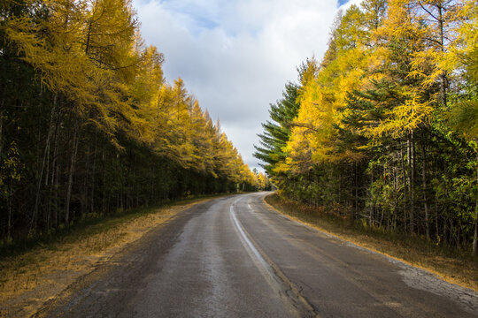 Autumn Road Trip. Paved country road winds through a hardwoods forest in northern Michigan.